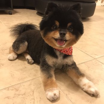Johnny's Doghouse - Pet Groomers Near Me - Tempe, Arizona
