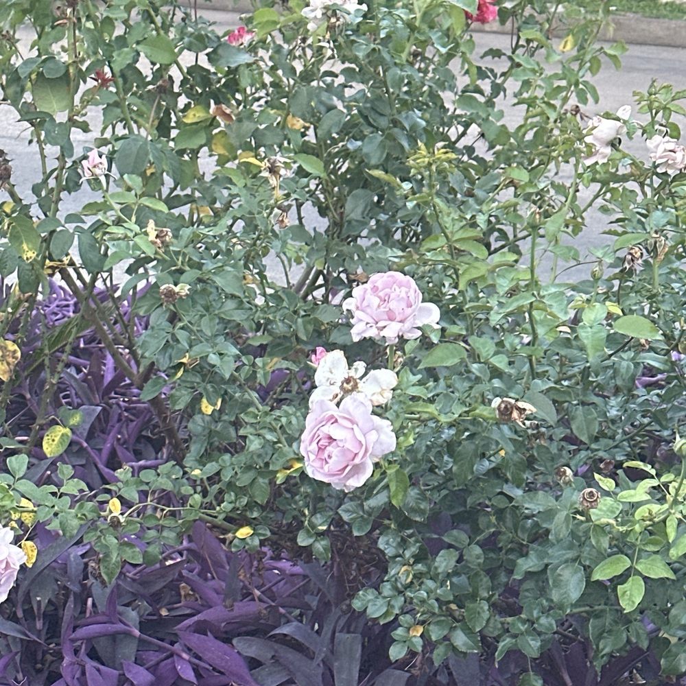 Vietnam Coast - Roses and Purple Heart plants behind the restaurant - Vietnamese Near Me - Houston, Texas Vietnam Coast - Roses and Purple Heart plants behind the restaurant - Vietnamese Near Me - Houston, Texas
