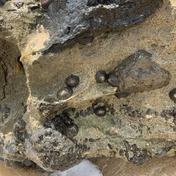 Hulopo'e Beach Park - Opihi upon a rock. Shelled 'edible' pupu. If can remove from rock. - Parks Near Me - Lanai City, Hawaii