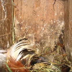 Vogelparadies Kleingarten