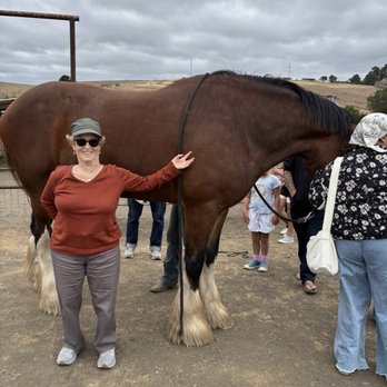 Covells Clydesdale Ranch - Horseback Riding Near Me - Cambria, California Covells Clydesdale Ranch - Horseback Riding Near Me - Cambria, California