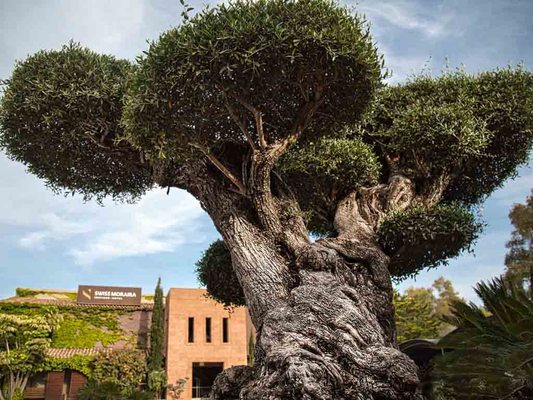 Hotel Swiss Moraira by null