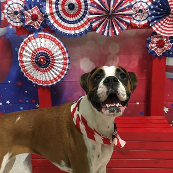 Best Fido Friends - Happy 4th of July!! - Pet Boarding Near Me - Waco, Texas Best Fido Friends - Happy 4th of July!! - Pet Boarding Near Me - Waco, Texas