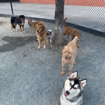 Happy Dogs On The Hill - Major and his bark buddies at the park! - Pet Training Near Me