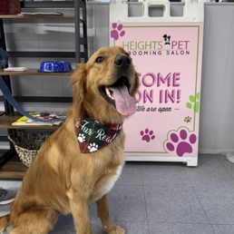 Benny loves his groomer Jimmy!