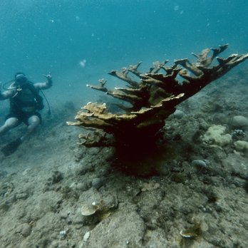 413 Divers - Scuba Diving Near Me