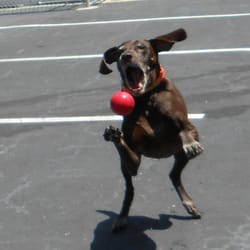 Bark Avenue Pet Resort