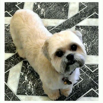 CJ's Grooming - Daisy, teddy bear breed - Pet Groomers Near Me - Reno, Nevada