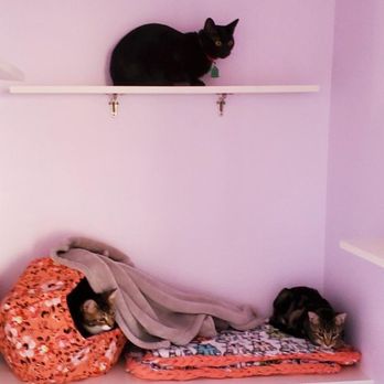 Cats Play While You're Away - Pet Boarding Near Me - Vancouver, Washington Cats Play While You're Away - Pet Boarding Near Me - Vancouver, Washington