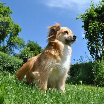 Marjon Kennel - Pet Sitting Near Me - Batavia, Ohio Marjon Kennel - Pet Sitting Near Me - Batavia, Ohio