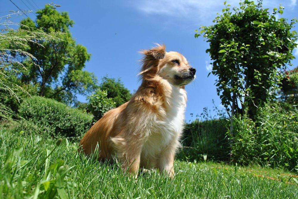 Marjon Kennel - pet boarding facility in Batavia, OH