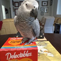 Our African Gray lady Pingüino, thanking everyone at Dr. McNeils's  veterinary office... thank you.. from Tatiana at  Tatiana's Coffee & Tea