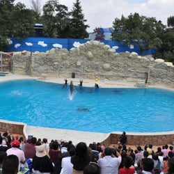 Dolphin Discovery Six Flags - ¡Son tan lindos!