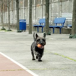 We loved playing fetch together.