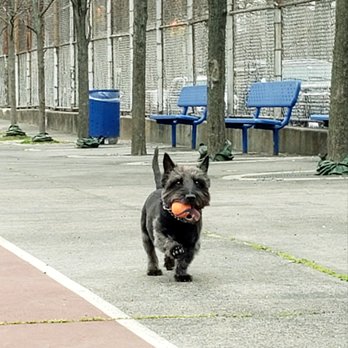The Neighborhood Vet - We loved playing fetch together. - Veterinarians Near Me - Brooklyn, New York