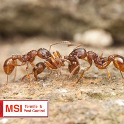 MSI Termite & Pest Control