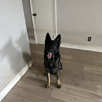 GB Companion care - Pet Sitting Near Me GB Companion care - Pet Sitting Near Me