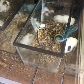 Naturama - Cuyos y hamsters - Pet Services Near Me - Tijuana, BCN