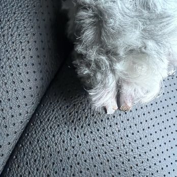 River City Grooming - Chipped and broken nail - Pet Groomers Near Me - Spokane, Washington