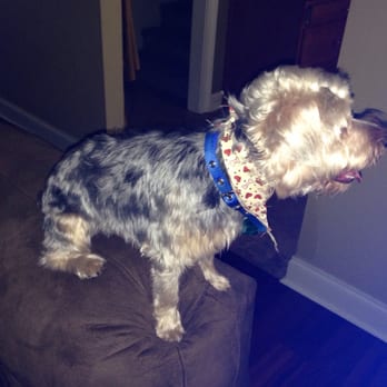 Pet's R Us - This is my puppy after his haircut - Pet Groomers Near Me - Calhoun, Georgia