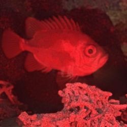 St Lucie County Aquarium - Fish in a dark tank, red flashlight to see. Super interesting.