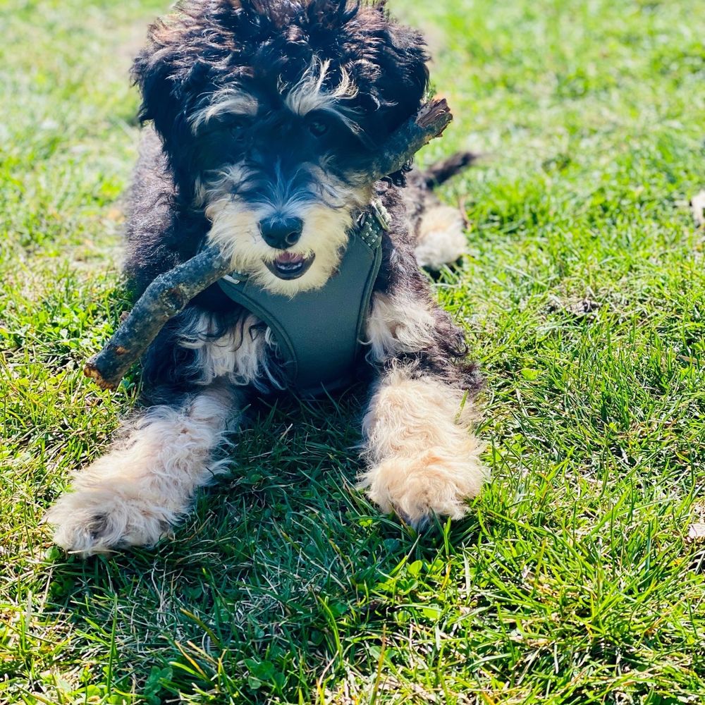 Royal Class Service - Skippy the Cool puppy W/ A/C and a stick!! - Heating & Air Conditioning/HVAC Near Me - New Windsor, New York Royal Class Service - Skippy the Cool puppy W/ A/C and a stick!! - Heating & Air Conditioning/HVAC Near Me - New Windsor, New York