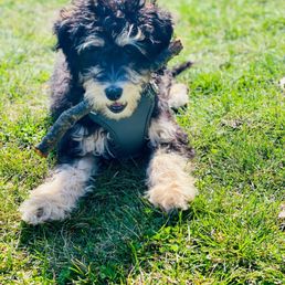 Skippy the Cool puppy W/ A/C and a stick!!