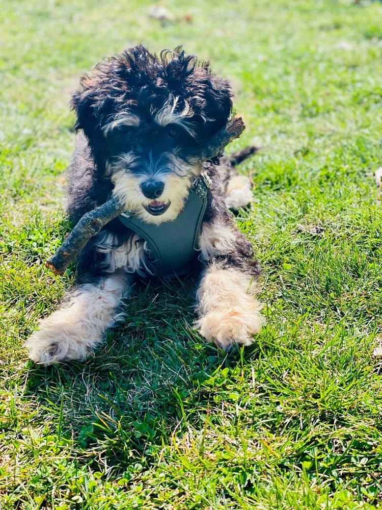 Slide of Royal Class Service