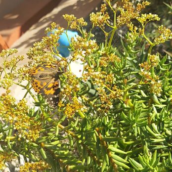 Butterfly Release Company - Event Planning & Services Near Me Butterfly Release Company - Event Planning & Services Near Me