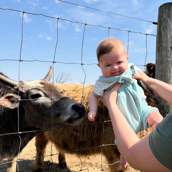 Three Miracles Farm - Cow - Attraction Farms Near Me - Wrightstown, New Jersey Three Miracles Farm - Cow - Attraction Farms Near Me - Wrightstown, New Jersey