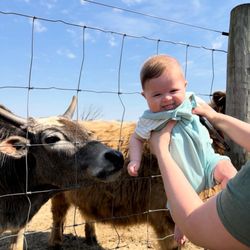 Three Miracles Farm - Cow