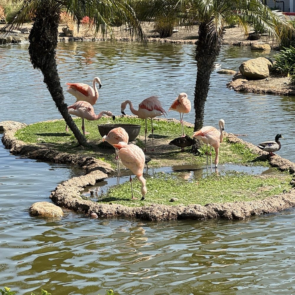 ALBACA - Marriott flamingos - New American Near Me - Coronado, California ALBACA - Marriott flamingos - New American Near Me - Coronado, California