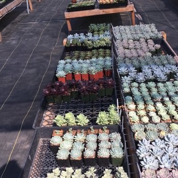 Evergreen Farm - succulents galore - Nurseries & Gardening Near Me - San Jose, California Evergreen Farm - succulents galore - Nurseries & Gardening Near Me - San Jose, California