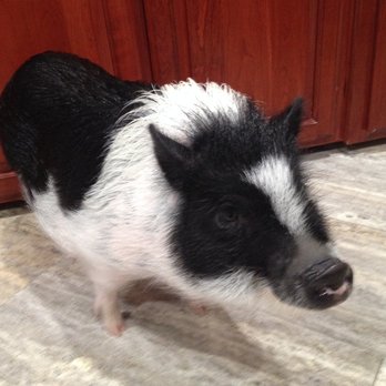 SoCalMiniPigs - All purdy after his bath - Pet Breeders Near Me - Valley Center, California