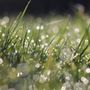 Grass 2000 Lawn Serivce