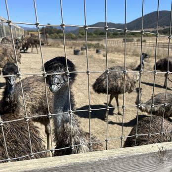 Ostrichland USA - Ostriches - Attraction Farms Near Me - Solvang, California Ostrichland USA - Ostriches - Attraction Farms Near Me - Solvang, California
