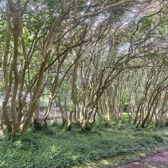 Norfolk Botanical Garden - Venues & Event Spaces Near Me - Norfolk, Virginia Norfolk Botanical Garden - Venues & Event Spaces Near Me - Norfolk, Virginia