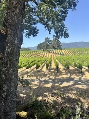 Sonoma Valley Wine Trolley by null