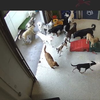 Suite Dog Daze - Dogs walking through urine - Pet Groomers Near Me - Salem, Oregon