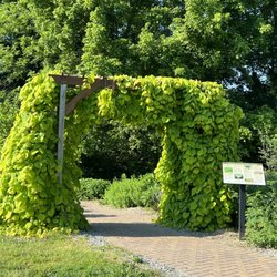 Boone County Arboretum - A weeping golden redbud at the entrance to our Pollinator garden.