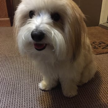 Chicago Urban Pets - Charlie's post walk smile. - Dog Walkers Near Me - Chicago, Illinois