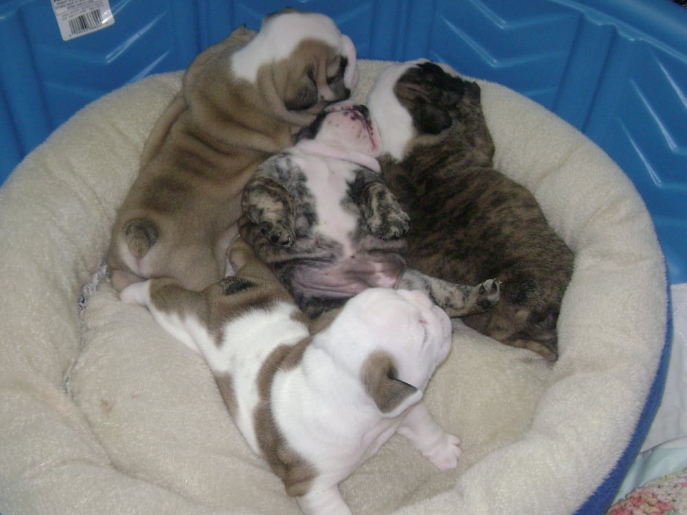 English Bulldogs of Royse Highlands Image