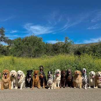 Buddies - Dog Walkers Near Me Buddies - Dog Walkers Near Me