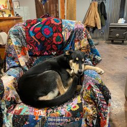 All About the Animals - Pablo taking a nap in the puppy chair
