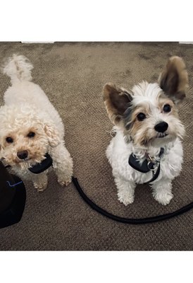 vca madera pet hospital