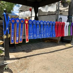 Silver Lining Stables