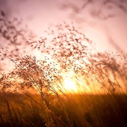 The Perch Massage Therapy and Energy Work