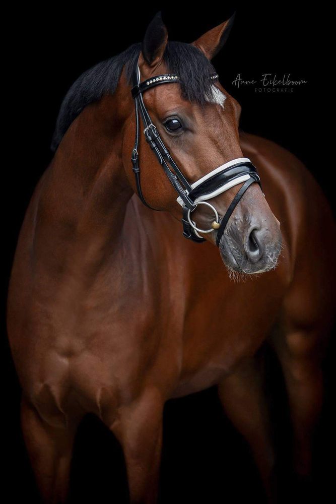 TM Dressage - equestrian in Easthampton, MA