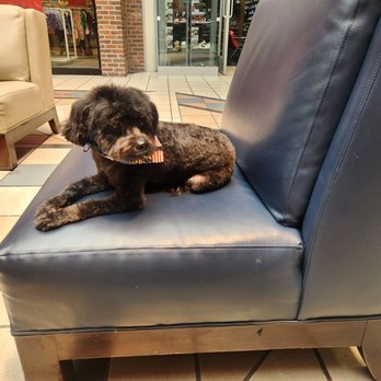 Splish Splash Wags - Pet Groomers Near Me - Long Beach, California