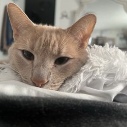Itsie Bitsie Rescue - My little Lucy.